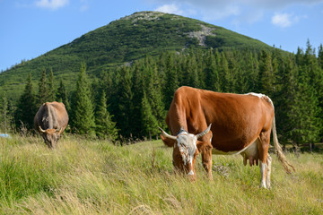 Fototapeta na wymiar Mountain cows