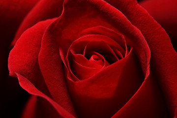 Close up macro shot of a red rose