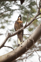 Yellow-tailed Black Cockatoo