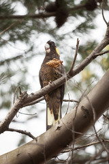 Yellow-tailed Black Cockatoo
