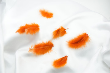 Orange feathers