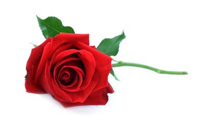 single red rose, lay down on white table