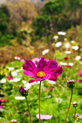 Cosmos flower