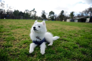 One cute Japanese Spitz puppy lay on grass