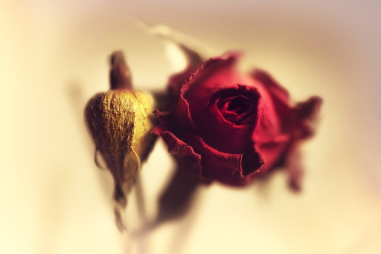 Dried flowers red rose