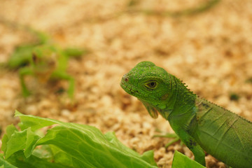 One, iguana
