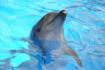 bottlenose dolphin in blue water