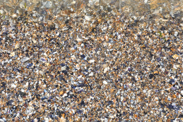 Sea shells background