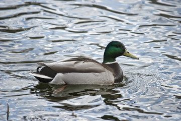 Wild duck floating in water