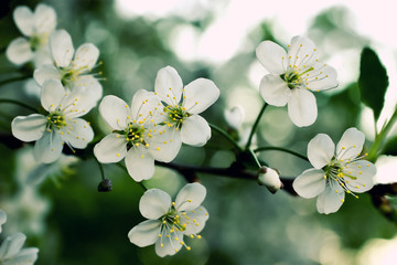 Branch of a blossoming apple-tree