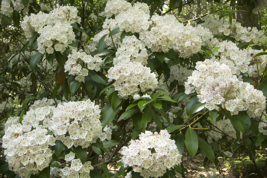 Mountain laurel flowers in springtime, Case Mountain, Manchester