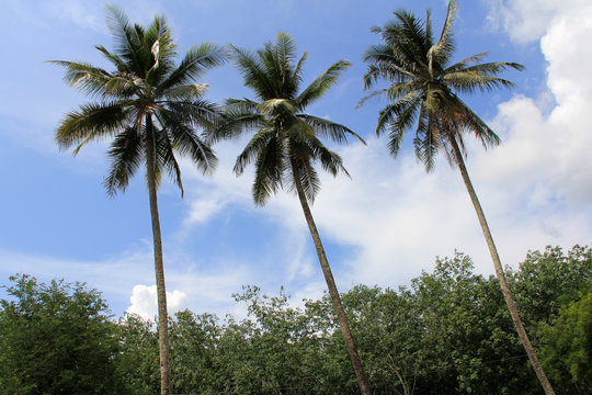 Coconut trees / The triple coconut trees standing prominently 