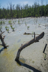 Mangrove forest.A plant which grows in low tide and high tide. Coastal Areas Estuary or bay