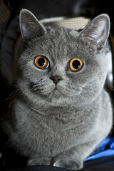 Portrait of grey british cat close up