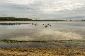 Blacks swans 