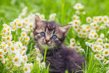 Cute kitten relaxing in flowers