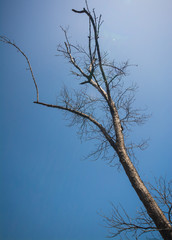 Mangrove forest.A plant which grows in low tide and high tide. Coastal Areas Estuary or bay