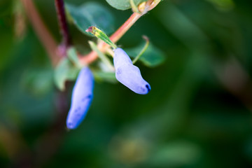 Ripe Honeysuckle Berries on the Bush