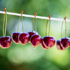 Ripe Cherries on Rope