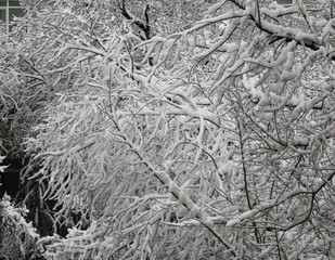 branches of a tree in fluffy snow