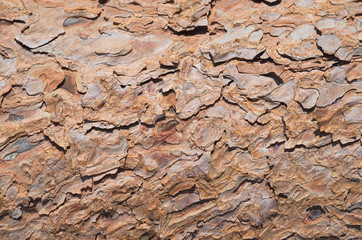 Background of pine tree bark texture