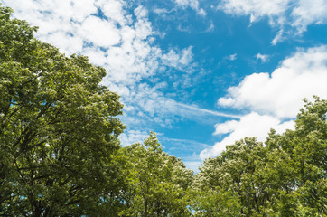 風になびく木々