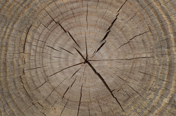 Wood texture of cutted tree trunk
