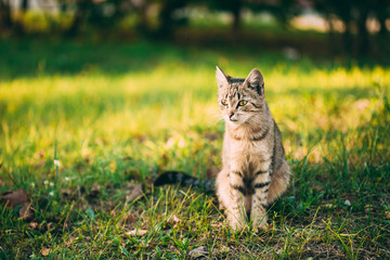 Cute Tabby Gray Cat Kitten Pussycat