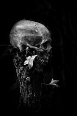 skull and nature