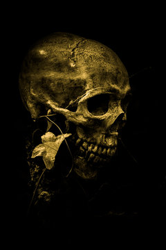 skull and nature