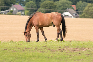 Fototapeta premium Pferd beim Grasen auf der Weide
