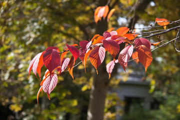 Autumn yellow leaves
