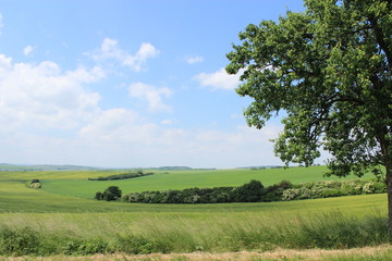 チェコ共和国のモラヴィア大草原
