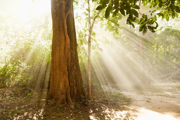 Tree with beam of light