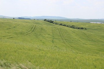 Fototapeta na wymiar チェコ共和国のモラヴィア大草原