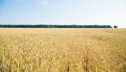 Gold field of wheat