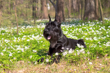 Giant Schnauzer lays among spring flowers