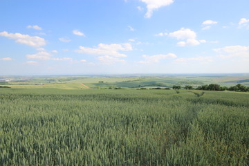 チェコ共和国のモラヴィア大草原