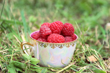 A cup of tasty raspberry in grass on nature background