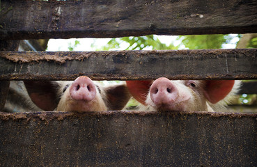 Pigs noses © jodie777