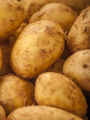 potatoes fresh from the garden close up 