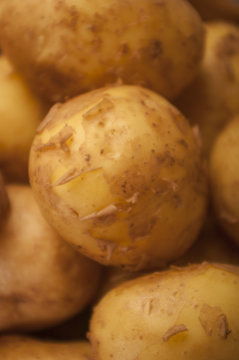 potatoes fresh from the garden close up 