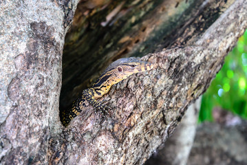 Bengal monitor lizard in tree hole.