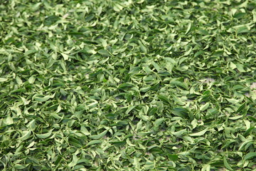 Tea leaves background.