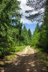 Fototapeta premium Country road through pine forest