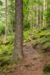 Trail through the forest