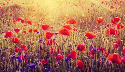 Poster de jardin Coquelicots Sunset over poppy meadow 