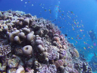 Naklejka na ściany i meble モルディブ ラーム環礁の海中