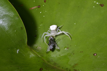 spider white macro