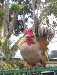 bantam